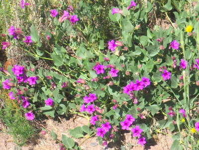 Purple Morning Glories.